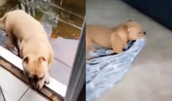 「お家は汚さないようにしないと!」外から戻ってきた子犬。お家の床を汚さないように毛布に乗っかるようにして進んでいきます!!