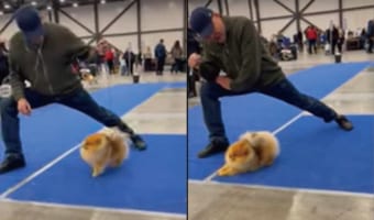 一緒にしっかりストレッチ！飼い主さんの指示に従い背中を反らしたり足を伸ばしたり・・・、この犬は遊ぶ準備をしっかり整えているみたい！！