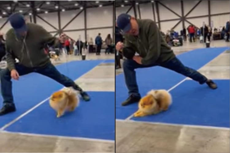 一緒にしっかりストレッチ！飼い主さんの指示に従い背中を反らしたり足を伸ばしたり・・・、この犬は遊ぶ準備をしっかり整えているみたい！！