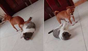 寝転がる猫を椅子代わりにしてくつろぐ犬。その扱いに猫が反撃を開始するも、犬も徹底抗戦!!激しい攻防が繰り広げられることに・・・
