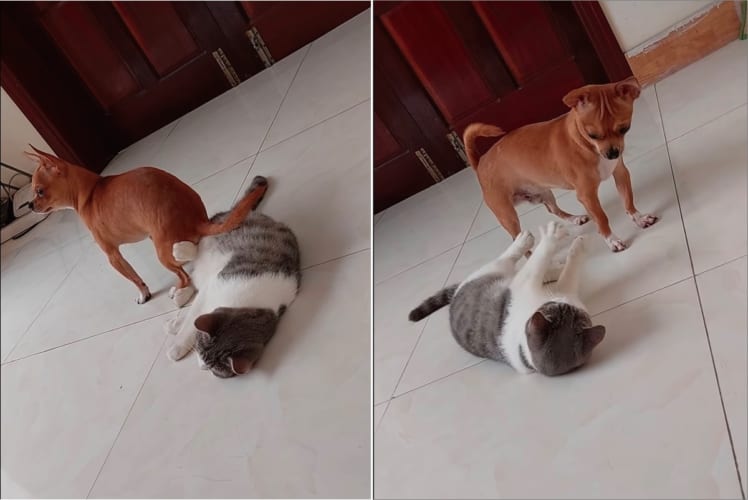 寝転がる猫を椅子代わりにしてくつろぐ犬。その扱いに猫が反撃を開始するも、犬も徹底抗戦！！激しい攻防が繰り広げられることに・・・