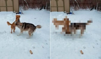 2匹の犬が雪原ではしゃいでいると思ったら・・・、威勢のよすぎる子が乱入してきた!!