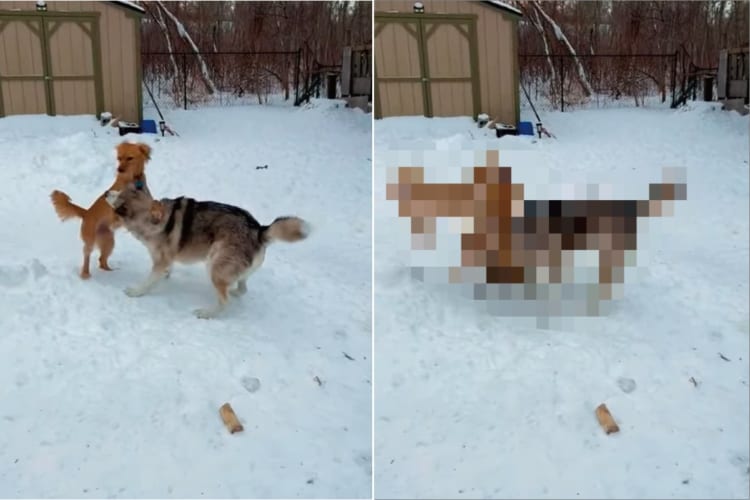 2匹の犬が雪原ではしゃいでいると思ったら・・・、威勢のよすぎる子が乱入してきた！！