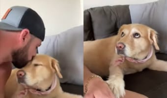 パパさんからおでこにキスをしてもらった犬。ところがまだまだ足りないみたい。「もういっかい」とばかりに、パパさんの手を取るのです