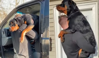 体は大きくなったけど、まだまだパパさんに甘えたいロットワイラー。トラックから降りてからお家に入るまでの間ずっとだっこしてもらっています