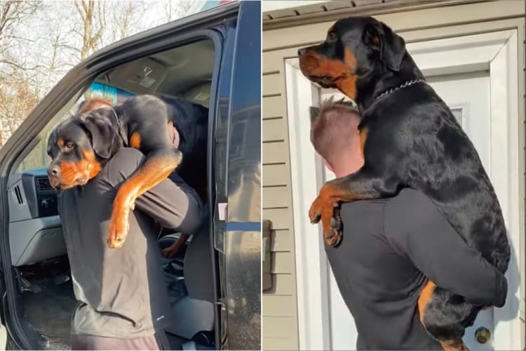 体は大きくなったけど、まだまだパパさんに甘えたいロットワイラー。トラックから降りてからお家に入るまでの間ずっとだっこしてもらっています