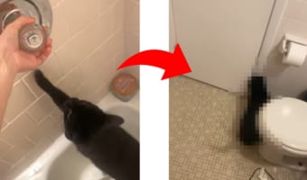 「こんな勢いだなんて聞いてニャい!」バスタブに水を張るようにおねだりをする猫。そこで水を出してあげると・・・、これは想定外だったみたい!!
