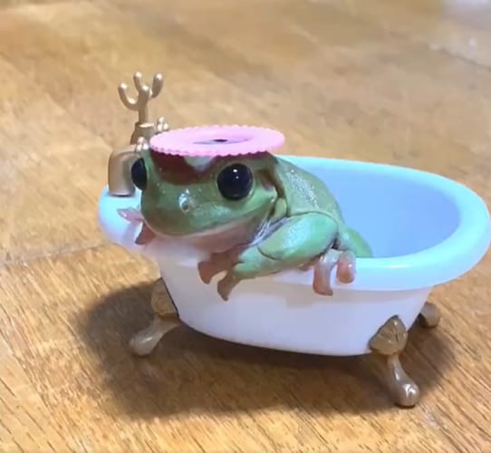 ミニチュアのバスタブでくつろぐイエアメガエル。シャンプーハットがお似合いなので気に入ってくれたかと思いきや・・・、この後の行動にビックリ！！