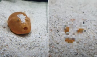 まるで忍法のよう。淡水フグがすさまじい勢いで砂を掘っていくと・・・、あっという間にその身を隠してしまいました!!