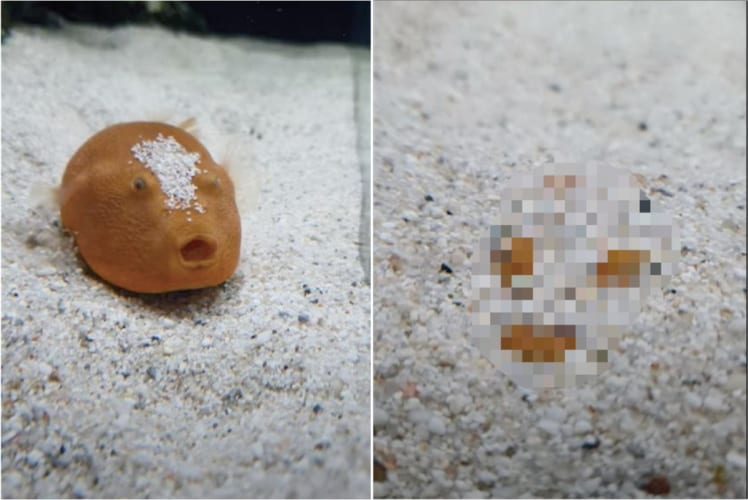 まるで忍法のよう。淡水フグがすさまじい勢いで砂を掘っていくと・・・、あっという間にその身を隠してしまいました！！