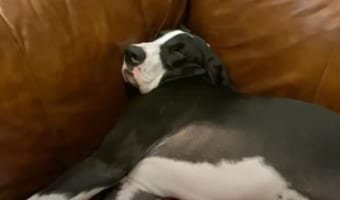 ジャストフィットで寝やすいのかな?ソファの形を最大限に活かして寝ているグレート・デンの子犬