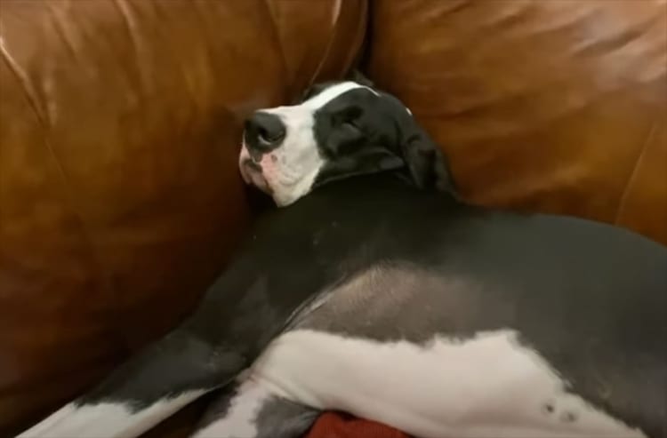 ジャストフィットで寝やすいのかな？ソファの形を最大限に活かして寝ているグレート・デンの子犬