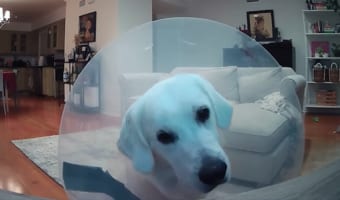 「ママどこにいるの？」仕事に出た飼い主さんの声が聞こえて不思議そうなゴールデンレトリバー。ペットカメラから聞こえる声に首をかしげています