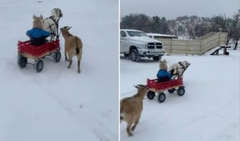 犬ゾリならぬヤギワゴン?!小さな子を乗せたキャリーワゴンを曳いて進んでいくのは、2頭のヤギでした!!