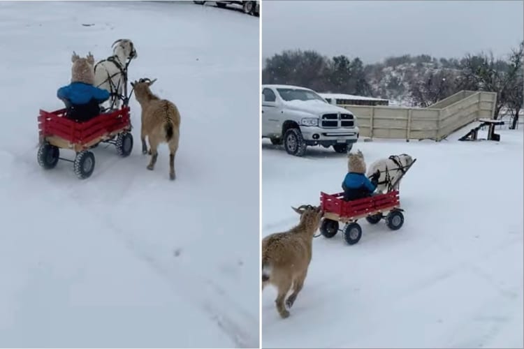 犬ゾリならぬヤギワゴン？！小さな子を乗せたキャリーワゴンを曳いて進んでいくのは、2頭のヤギでした！！
