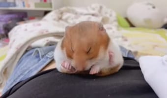 飼い主さんのお腹の上でスヤスヤ眠るハムスター。まん丸になって寝ていたので、コロリと転がってしまい・・・。