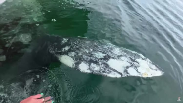 なんとビックリ！コククジラがボートをその背中に乗せるようにして泳いでいます！！