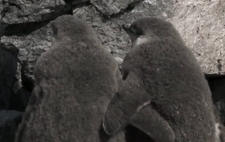 お母さんたちの帰りを仲良く待っているのかな？お互いを抱きしめ合いながら周囲をキョロキョロしているヒゲペンギンのヒナ