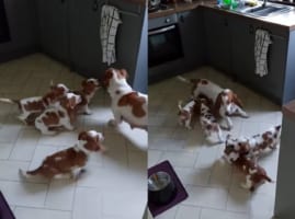 みんなでおいかけっこ！バセットハウンドの子犬たちは、みんなで跳ねたり駆けたりするママのことをがんばって追いかけます