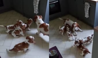 みんなでおいかけっこ!バセットハウンドの子犬たちは、みんなで跳ねたり駆けたりするママのことをがんばって追いかけます