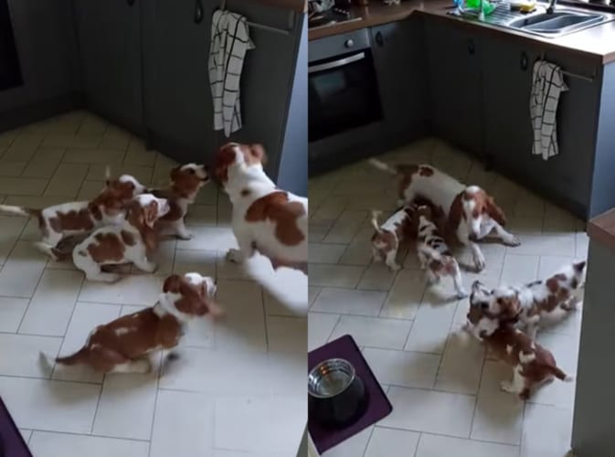 みんなでおいかけっこ！バセットハウンドの子犬たちは、みんなで跳ねたり駆けたりするママのことをがんばって追いかけます
