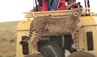 タンザニアにあるセレンゲティ国立公園のサファリツアーで起きた奇跡!なんと好奇心旺盛なチーターが、観光客を乗せたジープにのぼってきた!