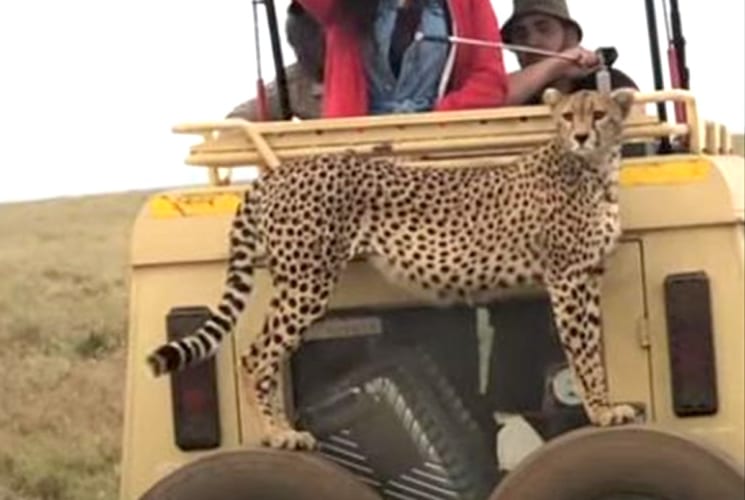 タンザニアにあるセレンゲティ国立公園のサファリツアーで起きた奇跡！なんと好奇心旺盛なチーターが、観光客を乗せたジープにのぼってきた！
