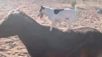 ミニチュアホースの背に乗るジャックラッセルの子犬。馬が小走りをする中、バランスを崩さず見事に乗りこなしています！！