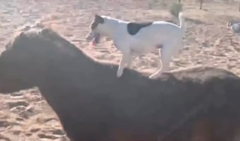ミニチュアホースの背に乗るジャックラッセルの子犬。馬が小走りをする中、バランスを崩さず見事に乗りこなしています！！
