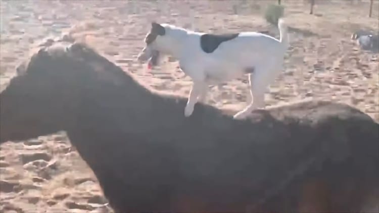 ミニチュアホースの背に乗るジャックラッセルの子犬。馬が小走りをする中、バランスを崩さず見事に乗りこなしています！！