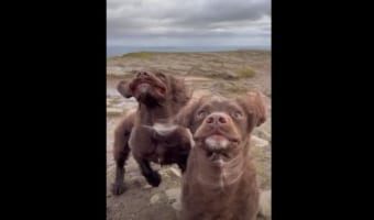丘の上で体が浮き上がるほどの激しい突風に見舞われた2匹の犬。その顔がなんだかとんでもないことに!!