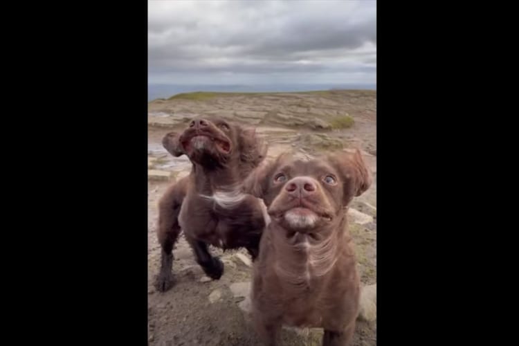 丘の上で体が浮き上がるほどの激しい突風に見舞われた2匹の犬。その顔がなんだかとんでもないことに！！