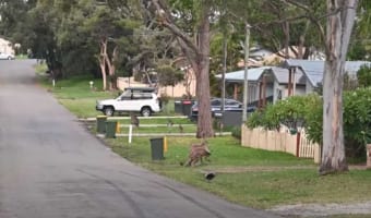 近くで観戦されるのは嫌だった?取っ組み合いをしていたカンガルー。そばに車が停まると・・・、白熱の戦いを停止してしまいました