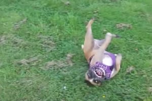 フレンチブルドッグは受け身の達人！？クルリクルリと何度だってどこでだって元気よく転がります