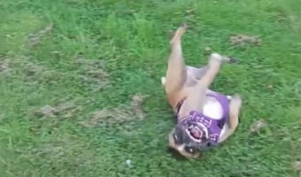 フレンチブルドッグは受け身の達人！？クルリクルリと何度だってどこでだって元気よく転がります