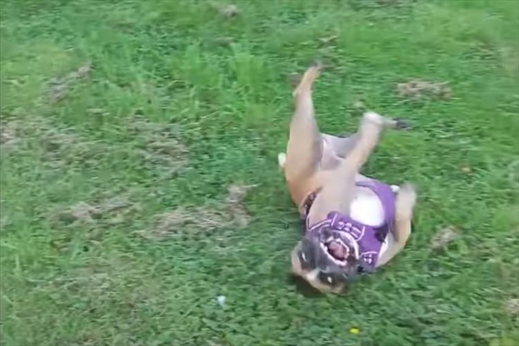 フレンチブルドッグは受け身の達人！？クルリクルリと何度だってどこでだって元気よく転がります