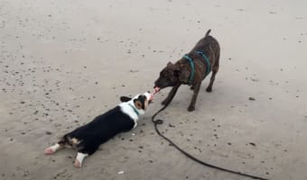 犬たちが繰り広げたオモチャをめぐる、一歩も譲らない戦い！どれだけ引きずられてもはなさない執念には脱帽です！！