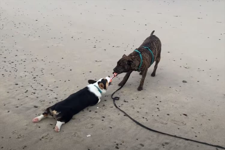犬たちが繰り広げたオモチャをめぐる、一歩も譲らない戦い！どれだけ引きずられてもはなさない執念には脱帽です！！