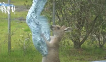 まるでサンドバッグをたたいているみたい。洗濯物と格闘するカンガルーが発見される!