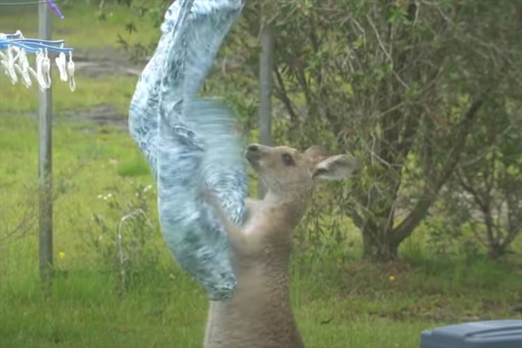 まるでサンドバッグをたたいているみたい。洗濯物と格闘するカンガルーが発見される！
