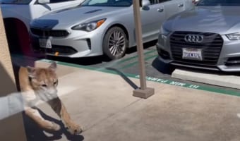 街中に突然あらわれたピューマに騒然！！警察が追いかけますが・・・、あっという間にその場を去っていきました