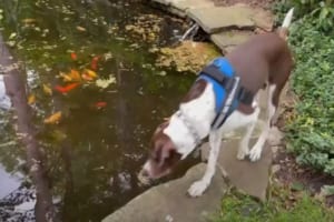 庭を散策中の犬。池を泳いでいた魚に夢中になっていたのか・・・、なんと踏み外しで豪快な池ポチャしてしまいました！