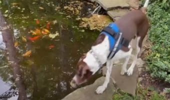 庭を散策中の犬。池を泳いでいた魚に夢中になっていたのか・・・、なんと踏み外しで豪快な池ポチャしてしまいました！