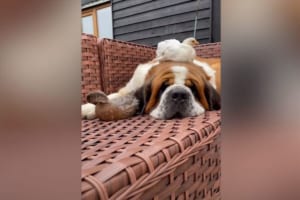 セントバーナードは、農場にいるすべての動物たちのお母さん！みんないつもそばにいたいみたいです！！