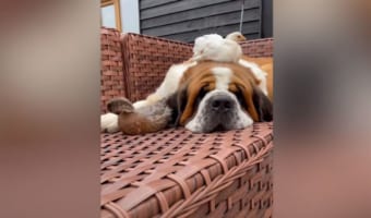セントバーナードは、農場にいるすべての動物たちのお母さん！みんないつもそばにいたいみたいです！！