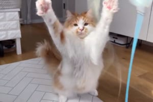 「ばくれつけん！」ねこじゃらしにむかって両手で猫パンチを連発する猫の姿にTwitterで注目集まる！！