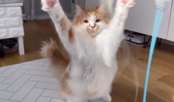 なんでそんなところに?!裏庭のフェンスに引っかかっていたシカ。なんとかして助けてあげなきゃ!!