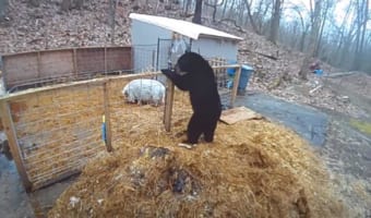 メンタルが強すぎるブタ!襲ってきた巨大なクマをまさかの撃退!