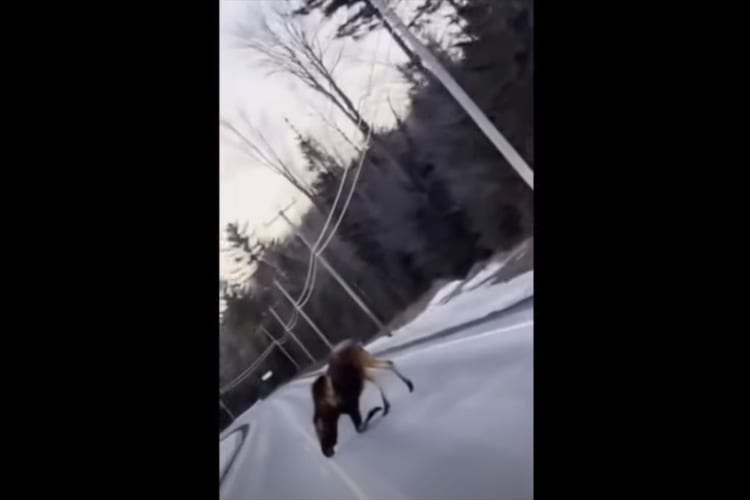道路で置物のように動かないヘラジカ。一体何をしているかと思ったら・・・