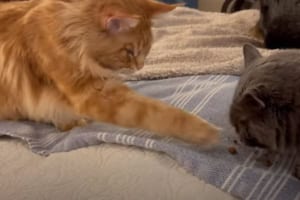 目の前にいる同居猫のごはんの盗み食いを繰り返す猫。さすがに取りすぎたのか、見咎められて噛みつかれそうになりました！！